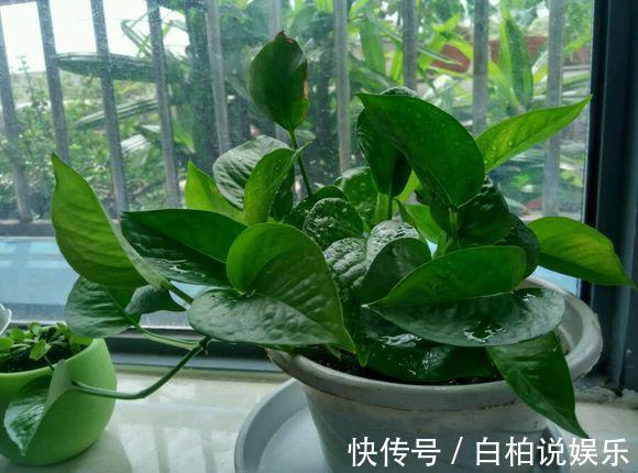 天冷|给4种花“吃醋”,30天浇“1斤”,枝叶乱窜,天冷一样长!
