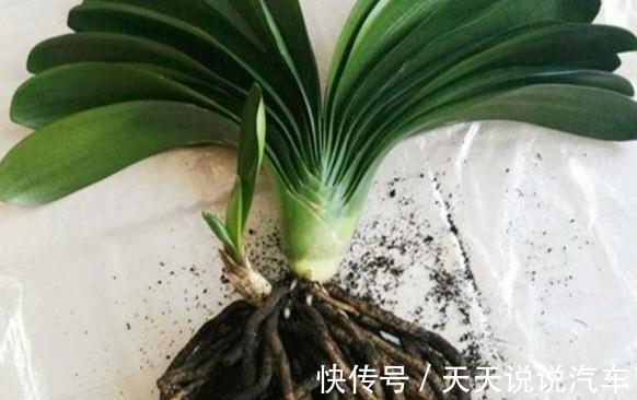 君子兰换盆做好5点，服盆快不烂根