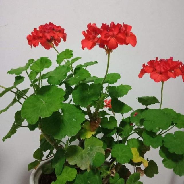 越养越上瘾的花，养一盆就入坑，特容易爆花