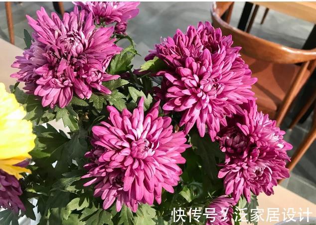 香雪兰|秋天种花,3种要晚种,3种要早种,你知道分别是哪3种吗