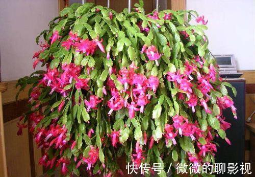 蟹爪兰掉花苞枝条发软,这样养,7天后就爆花