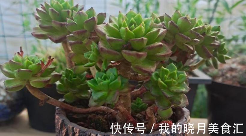 多肉蒂亚,从买回家到现在,叶子一直绿得像盘菜,该怎么办?