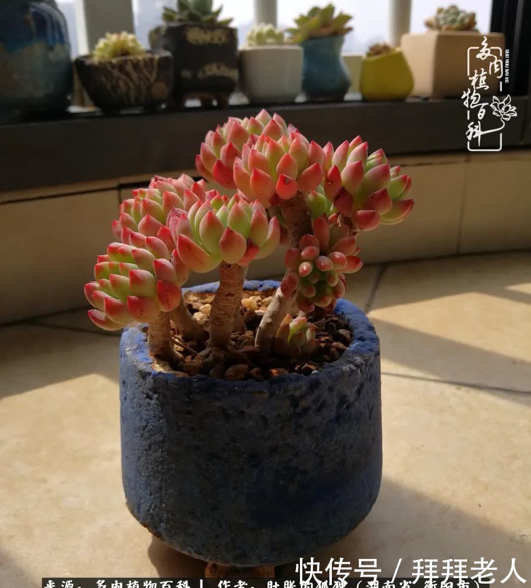 养多肉，我们到底养的是什么？