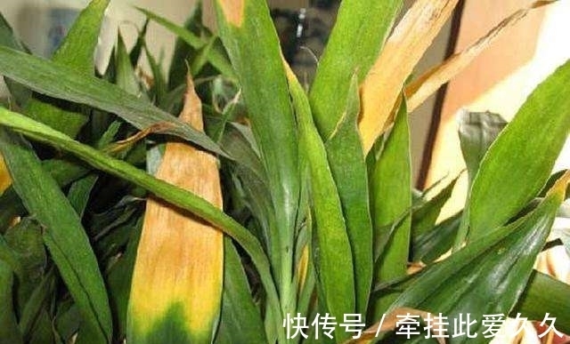 块根|家庭养花总会出现烂根现象，做好这些，再也不用担心换盆了