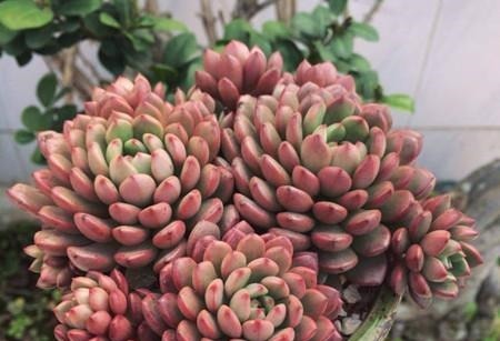 5种漂亮多肉，好看又好养，上色美长满盆，值得拥有！