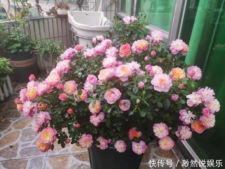 盆栽|“玫瑰珍品”土星王阳台，丰腴婀娜，花色温馨，堪称养花必备
