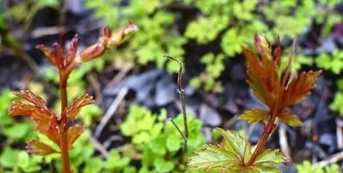 葫芦科|长在农村的“不老草”,在路边不起眼,殊不知营养价值不输人参!