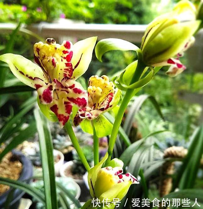 路上看到“三种花”，择点枝带回家，温度低易生根“繁殖”一大群