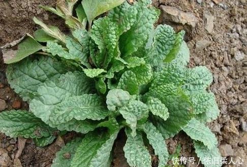 咳嗽|天气干燥,咽喉肿痛痰多难受此药泡水喝,咳嗽不咳,胜过止咳药