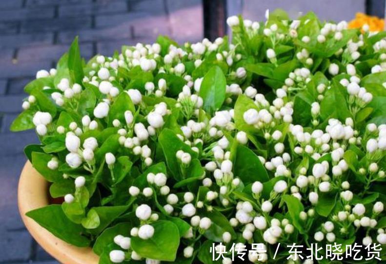 立冬前养茉莉花，3件事不能偷懒，做好了安全过冬，来年花开满枝