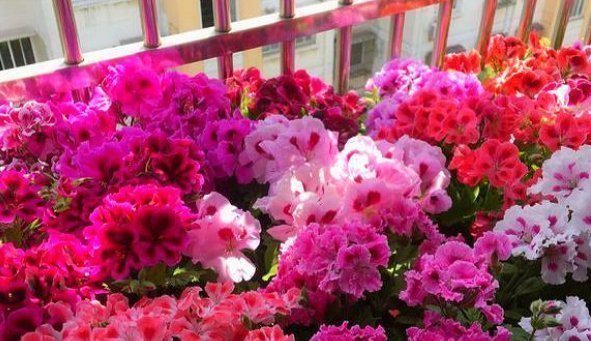 阳台上|养老天竺葵，记住一个“九球队”，将阳台和解2年，邻居都很垂涎欲滴