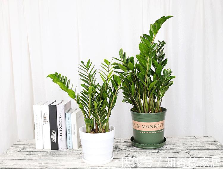 吉祥花|10大“吉祥花”适合养客厅，格调高，株型美，旺财又护家