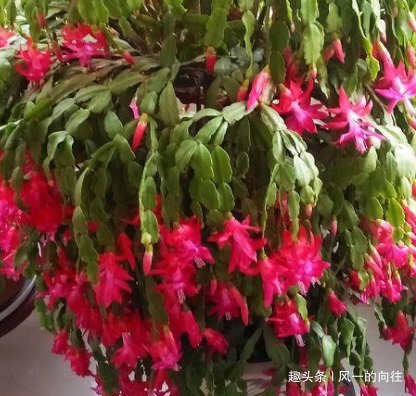 这三种花号称懒人花，越是勤快越养不好，扔那不管反而轻松爆满盆