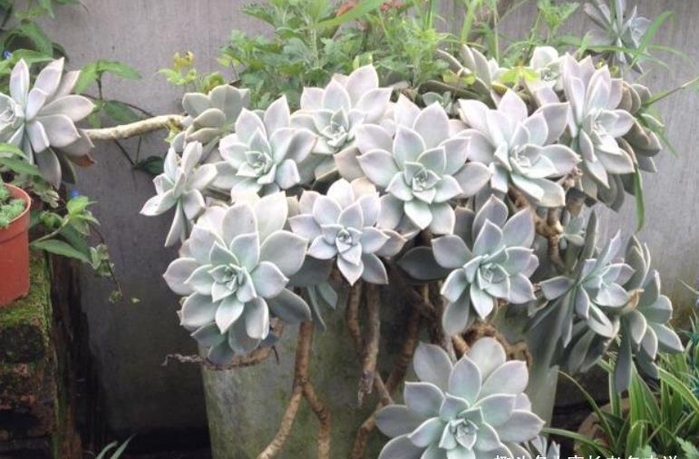 多肉胧月和蒂亚都适合新手,但一个特别好养,一个难上色却颜值高