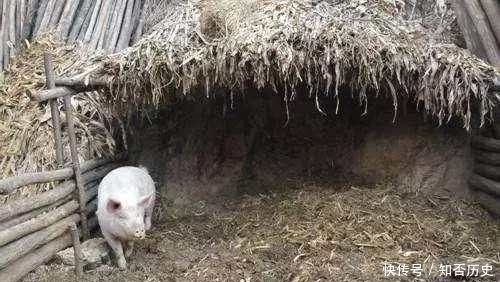 猪圈|这只是一个破旧猪圈,为何会被大量的盗墓贼盯上,真相令人吃惊!