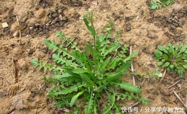 医生建议想养胃,这几种蔬菜要少吃,胃或会慢慢好起来!