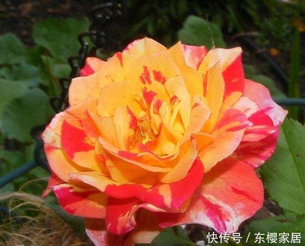 花朵|20款露台月季品种,超级丰花、适合露台、阳台盆栽,皮实好养