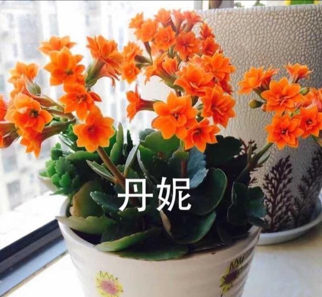 48个长寿花品种,一个比一个漂亮,文末附长寿花的养护简介