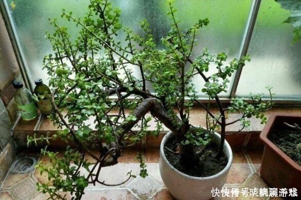 还养花现在很多人都养这“1种绿植”,枝干一变粗,就值钱了!