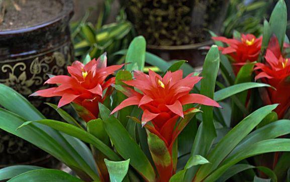 最适合新手养的4种花,花色艳花量大,开花美爆了