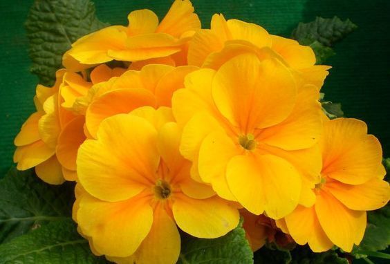 喜欢菊花，不如养“高端玫瑰”摩纳哥公爵，花型秀美，缭绕飘舞！