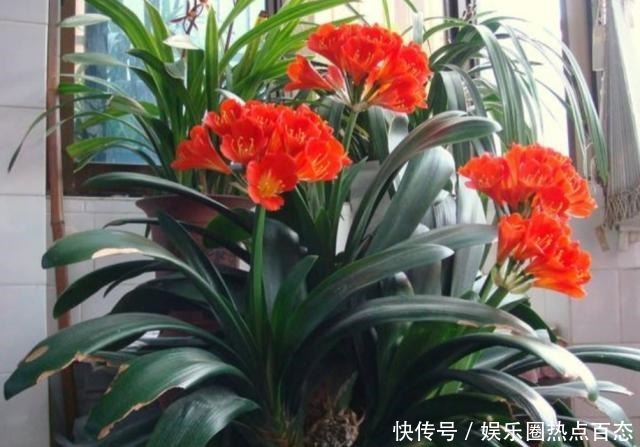 君子兰马上进入花芽分化期,做好4个细节,才能顺利开花!