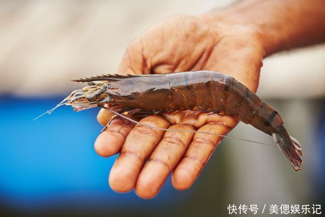  菜市场买虾，如何分辨海虾和养殖虾？老渔民告诉你区别，原来如此