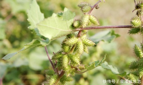 这野草,农村常见,价值高疗效广,却被人避之不及,可惜了
