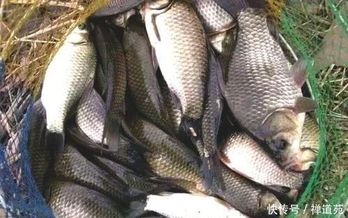 专供鲤鱼和草鱼的自制饵料,让你钓50斤的鱼获和玩一样
