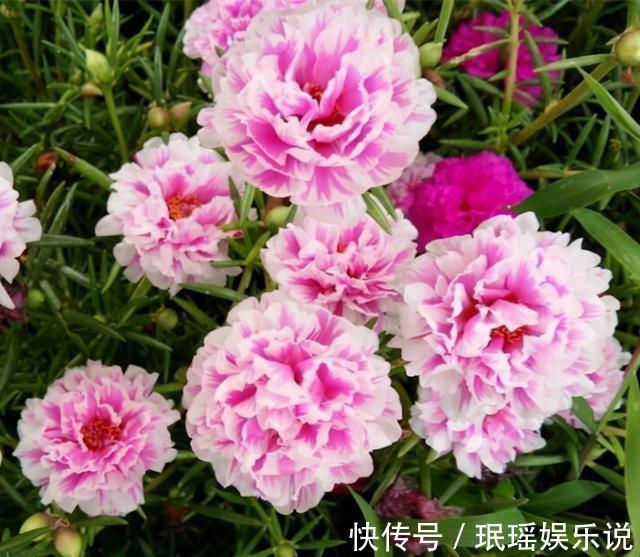 铁线莲|家有小院？养几种“不死花”，从来不用管，花开一片，延绵不断