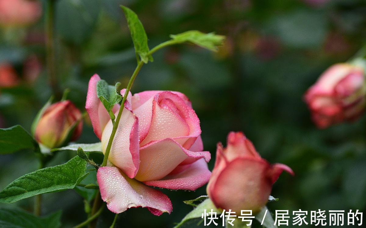 侧枝|月季花开完花后，学会几点修剪方法，又会开花多又艳