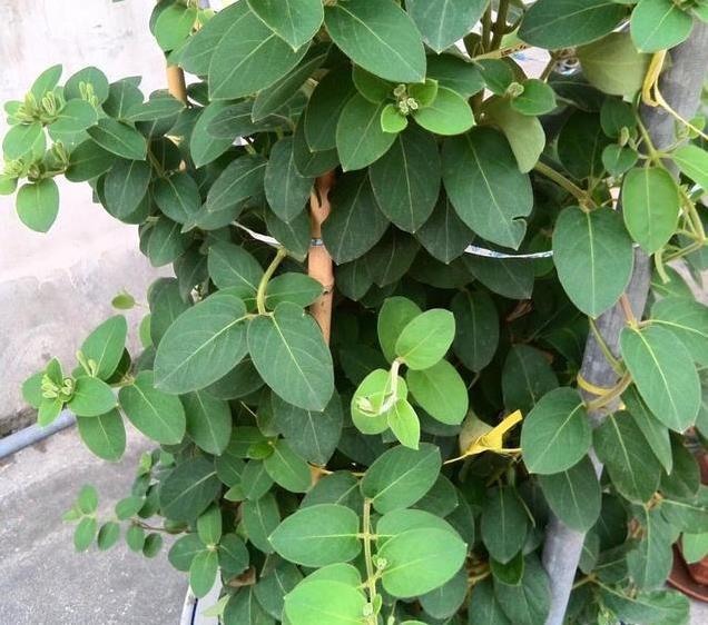 花盆|这花插枝即活,一年爬满阳台,花可泡茶喝,清火明目