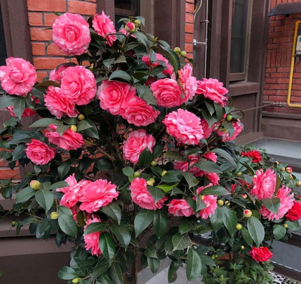 七种漂亮花，天生“不怕冷”，好养寓意好，喜欢别错过