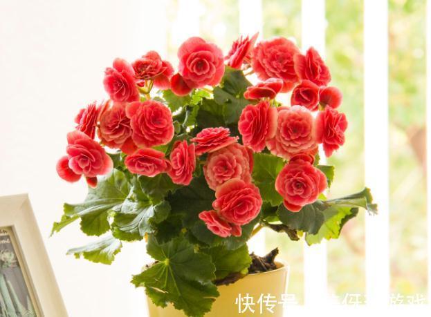 冬季艳丽大花如何爆盆,丽格海棠