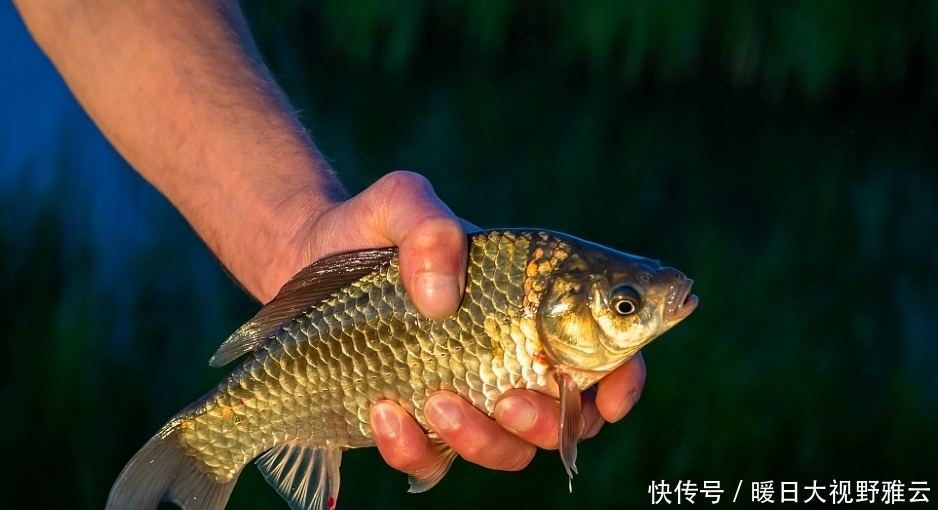 草洞|立漂，七星漂，谷麦钓用漂思路解析！