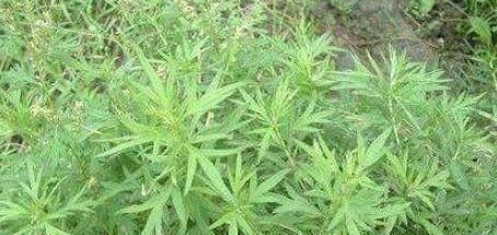 通便|幾種野菜清熱解毒、提高免疫力、滋潤肌膚，還可通便減肥