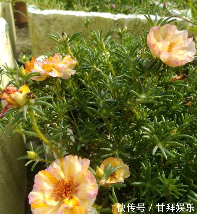 阳台|太阳花怎么过冬？用一种方法，顺利过冬，来年开花更多更美