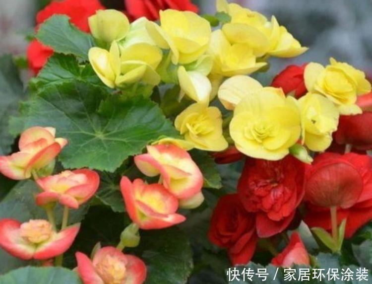 4种花形似玫瑰花，花期长还很好养，惹人喜欢