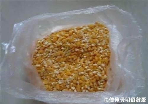 这条31斤的鲤鱼,他用的是什么饵料钓上来的