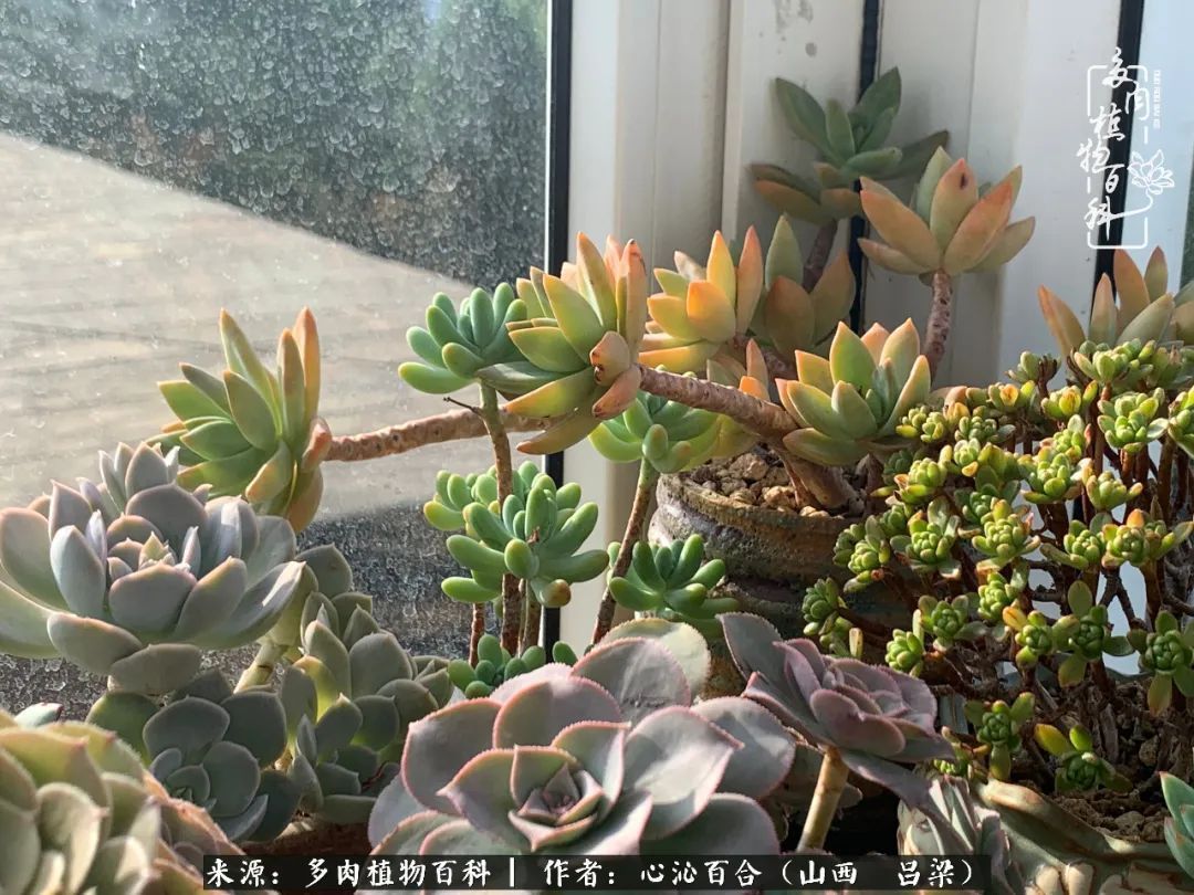 夏季的多肉，绿色才是主色调！努力呵护，期待绽放的那一刻！