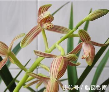 少妇$聊斋·瞳人语:重瞳人的诞生