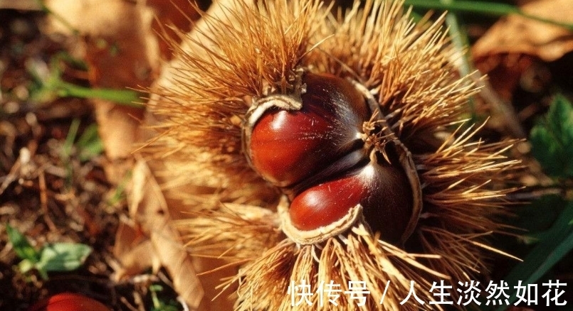 板栗|女性每天当零食吃一把,一个月下来,子宫干净了,人也越来越年轻