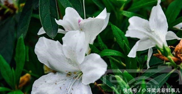 杜鹃花熟悉芬芳的美丽，洁白素洁的花朵很迷人，清新花开的植物