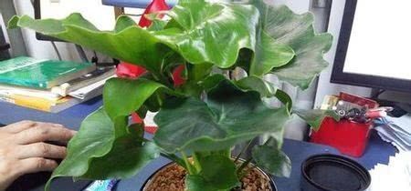 浇花|喝剩的啤酒别扔,用来养花,比花肥还厉害,新叶花苞“爆满盆”