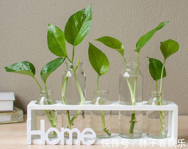 水培植物|哪种“水”更适合水培绿萝小花匠用这种水,水培绿萝疯长爆盆