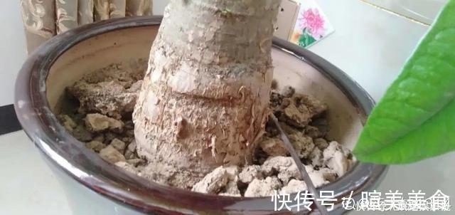 浇花|花盆里冒一层白霜，原来有大危害，抓紧清理