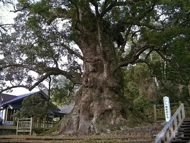  22位木雕大师，花3年时间用整块木头雕出14.5米大狮子，千金不换!