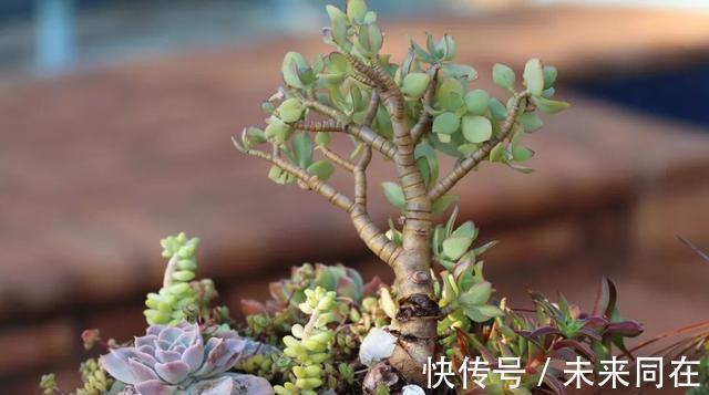 这5种盆栽植物掌握特性真的很好养：“人越懒花越旺”