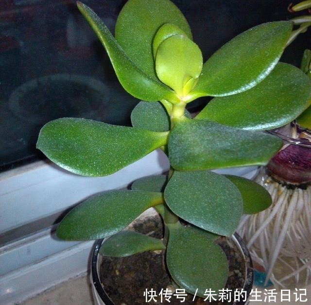 室内养玉树，注意3个“细节”，叶油绿肥厚，枝子壮，长爆盆！