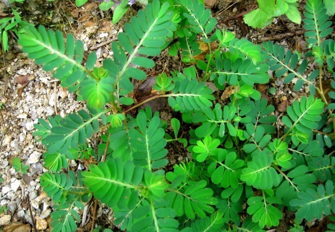 咳嗽痰多|路边不起眼的一种杂草,清热解毒,止咳化痰,补血益气,好处多多